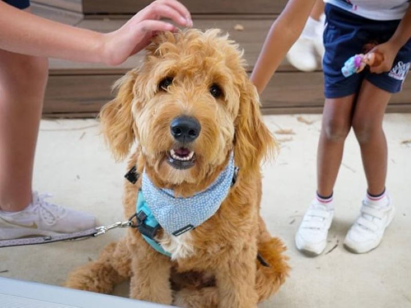 Arlo - Wellbeing Dog - Santa Sophia Catholic College 01
