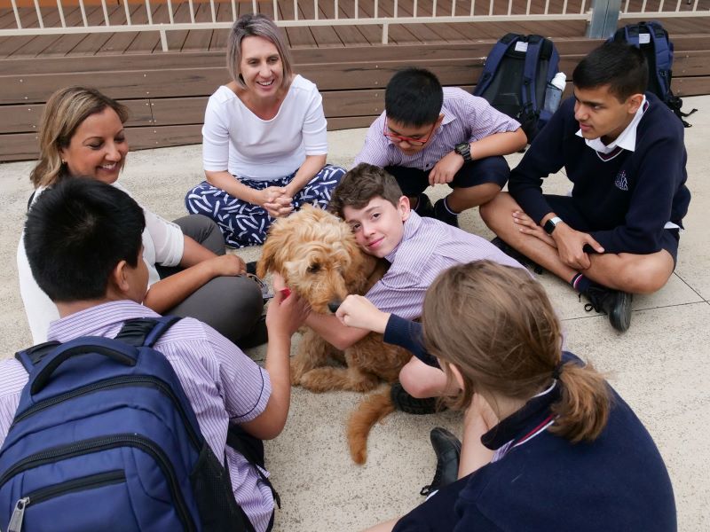 Arlo - Wellbeing Dog - Santa Sophia Catholic College 03