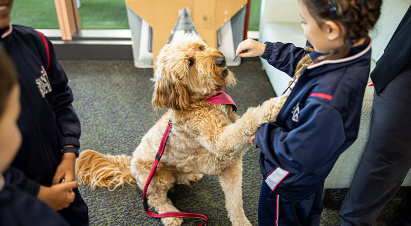 Santa Sophia Catholic College Box Hill campus wellbeing dog Arlo