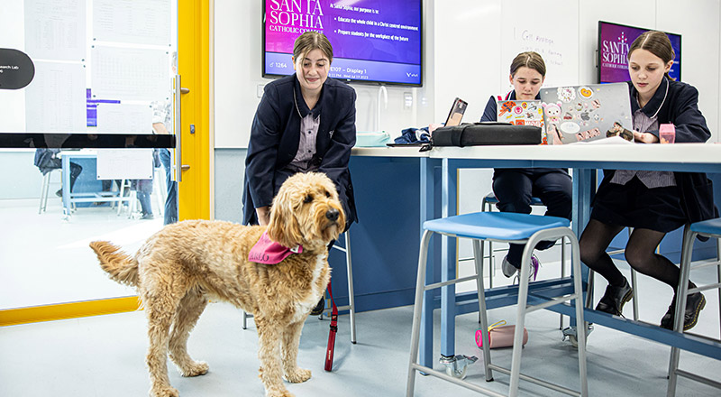 Santa Sophia Catholic College Box Hill students with wellbeing dog Arlo