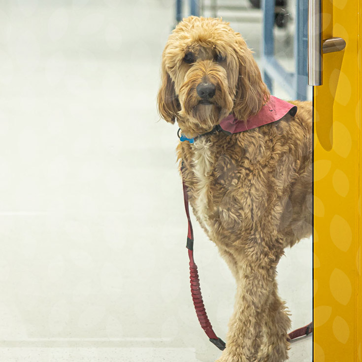 Arlo the wellbeing dog from Santa Sophia Catholic College Box Hill