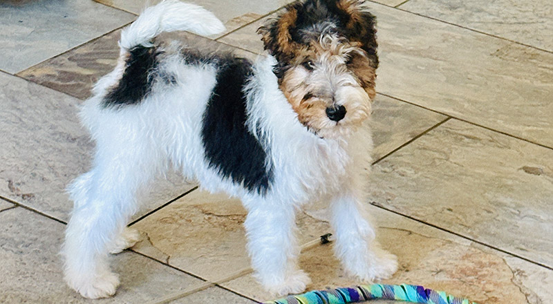 Carlo, the Santa Sophia Catholic College Gables wellbeing dog.