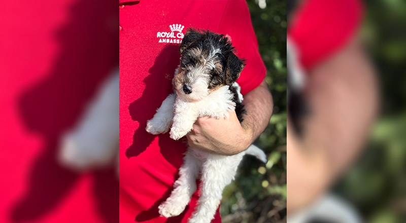 Carlo, the Santa Sophia Catholic College Gables wellbeing dog.