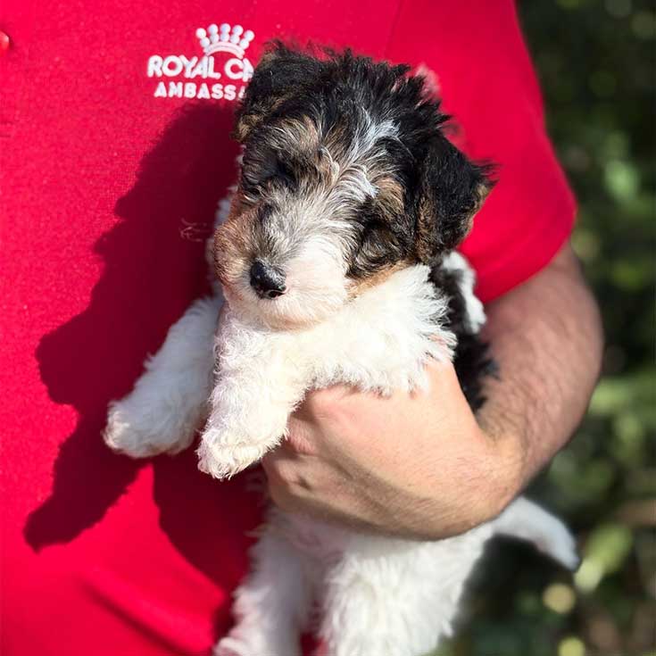 Carlo, the wellbeing puppy at Santa Sophia Catholic College Gables Box Hill