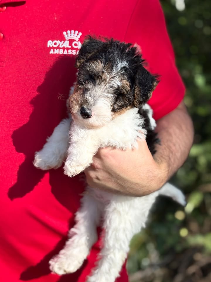 697778665695718_1315695567237355-1